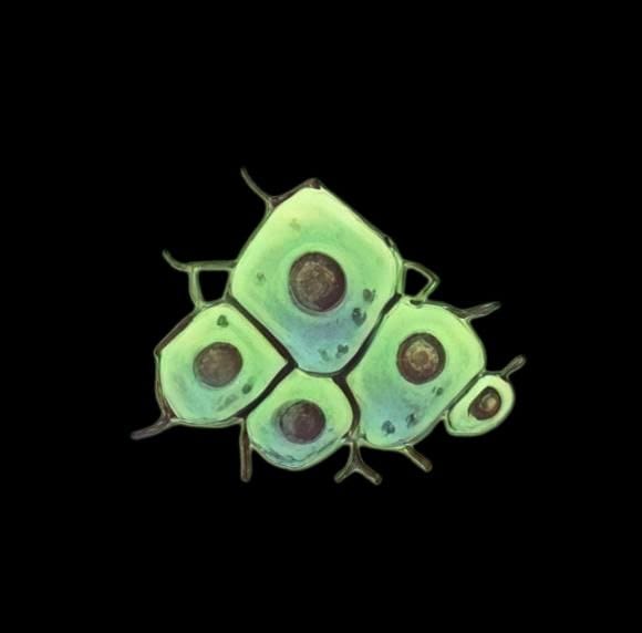 hydra_egg
