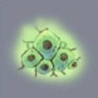 Hydra Meat