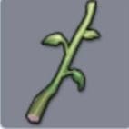 Mountain Celery