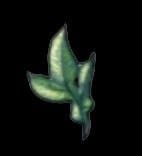 mountain_celery
